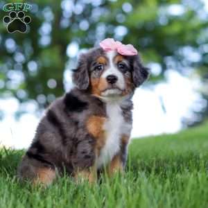 Junebug, Mini Bernedoodle Puppy